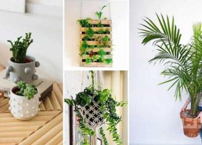 این گیاهان آپارتمانی خانه شما را رنگی می کنند این گیاهان آپارتمانی خانه شما را رنگی می کنند